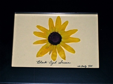 Black-Eyed Susan